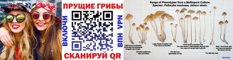 Галлюциногенные грибы Psilocybe Ревда